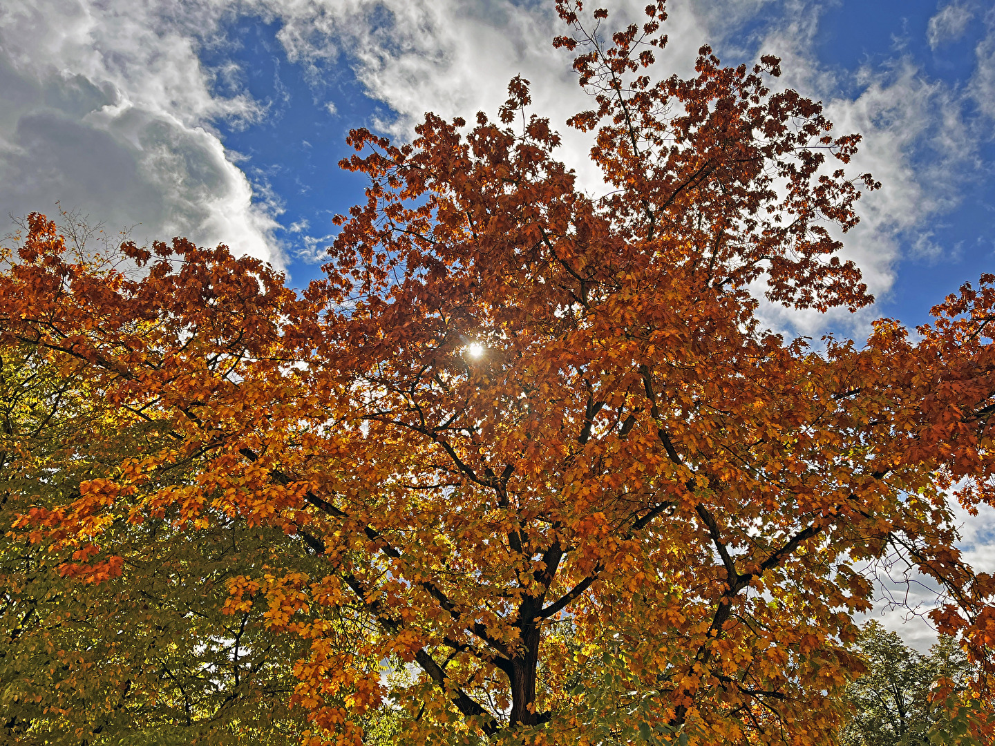 Nur mal so, das ist der Baum vor meinem Balkon…