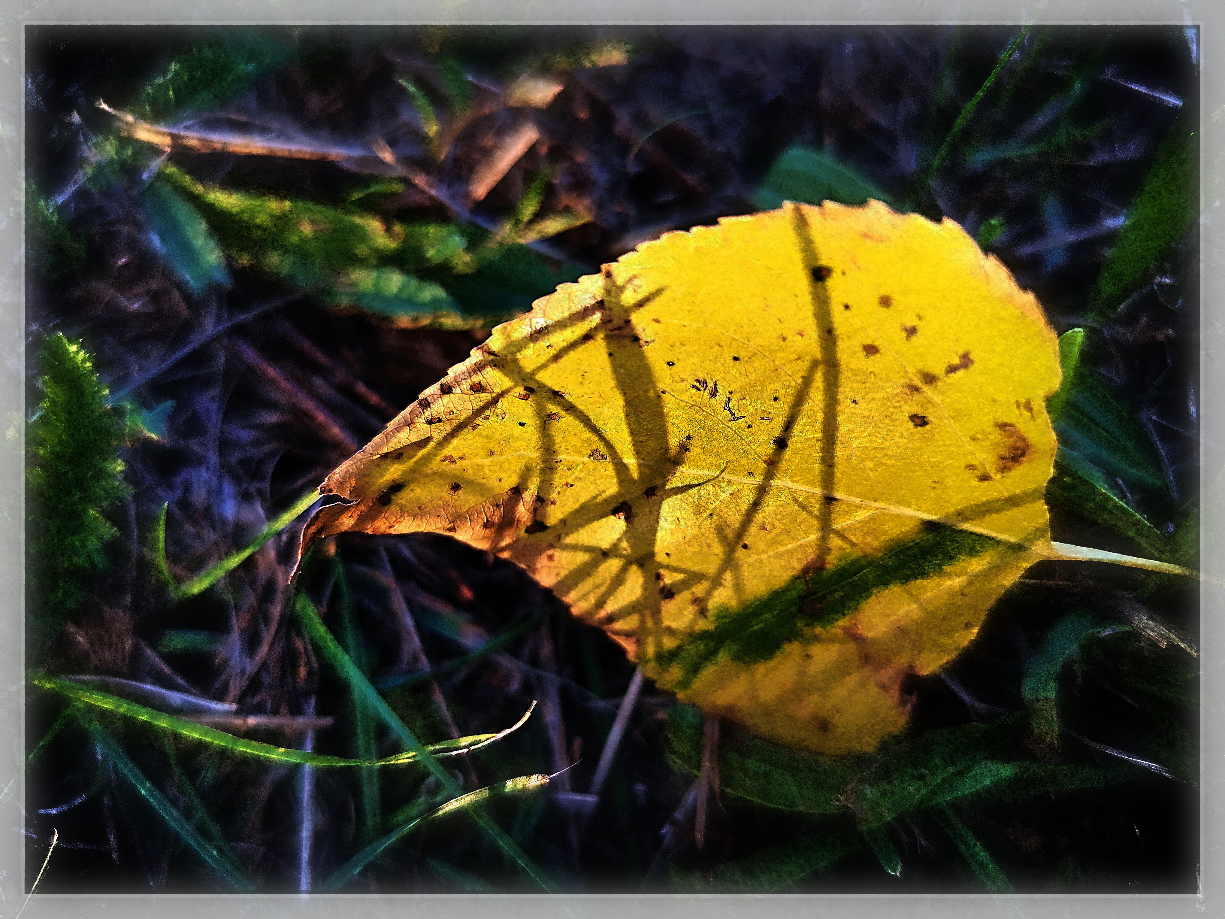 Herbst - Blätterfall