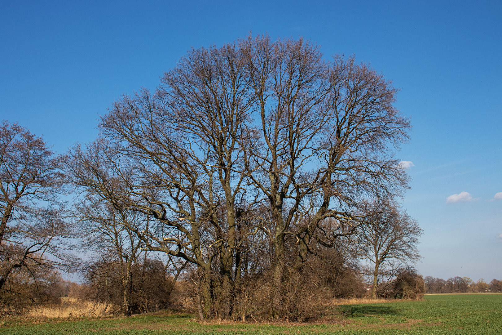 So sah es mit dem Frühlingserwachen vor einem Jahr aus