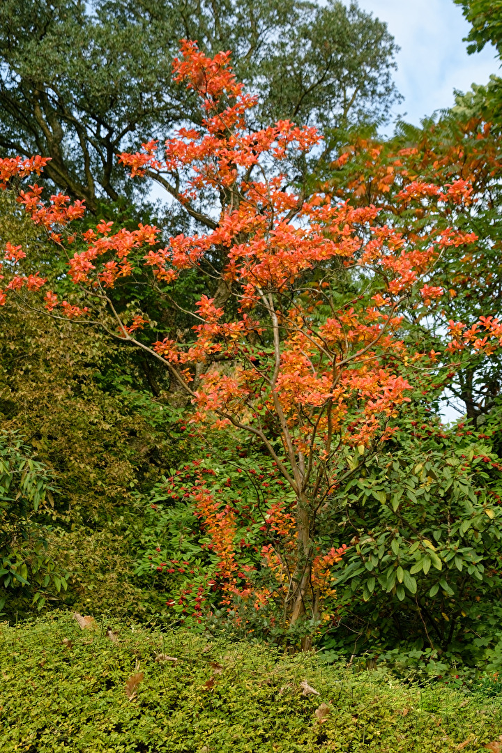 Herbstbaum