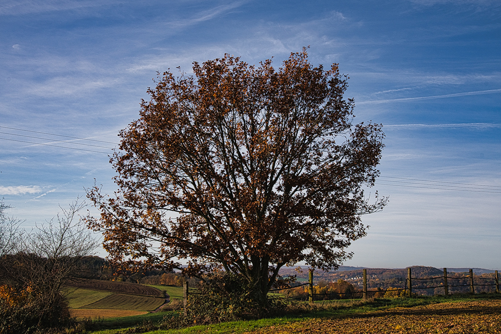 Eiche im Morgenlicht.