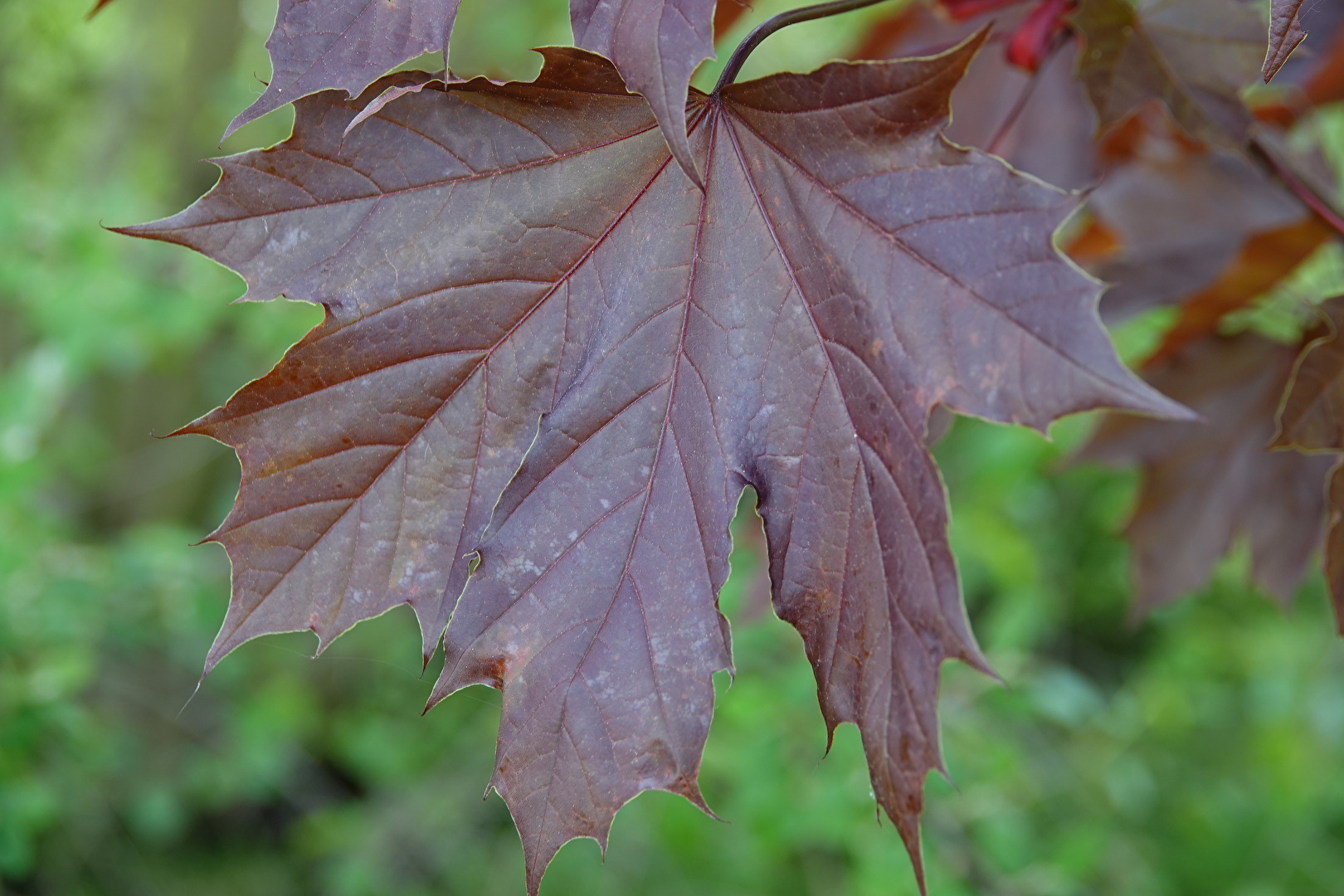 bräunliche Blatt