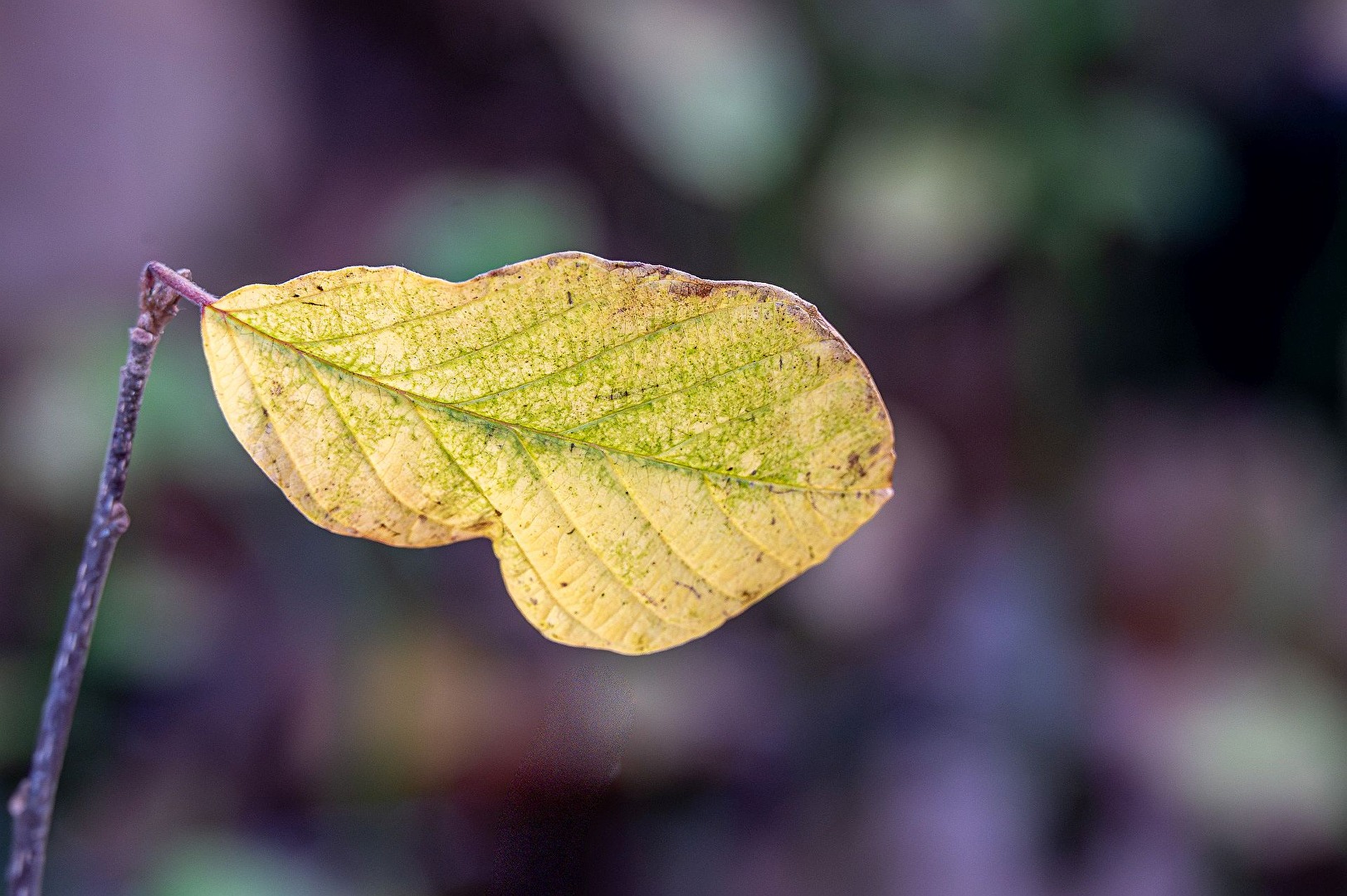 Nur ein Blatt