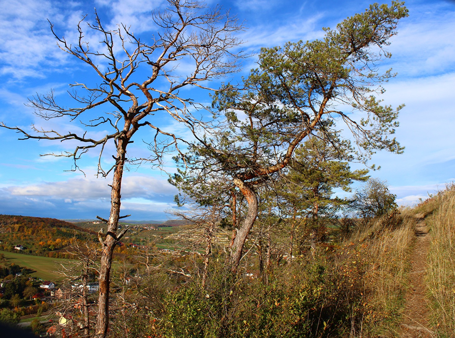 Dieser Baum (?) könnte Geschichten  erzählen