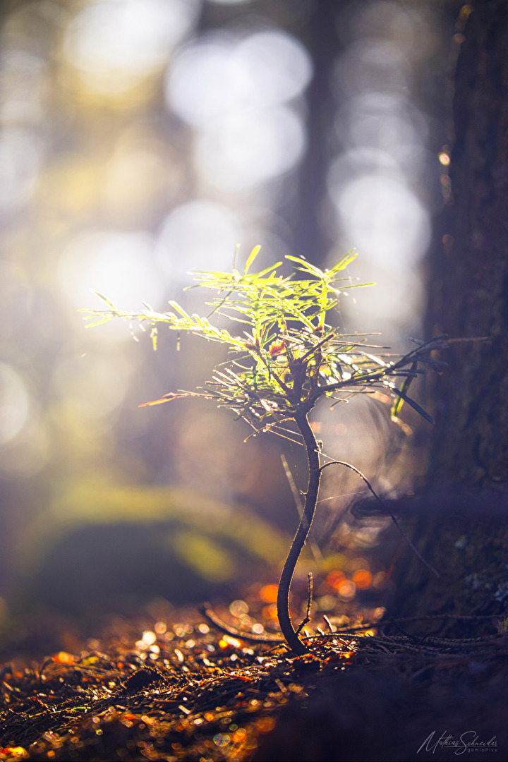 NEW LIFE