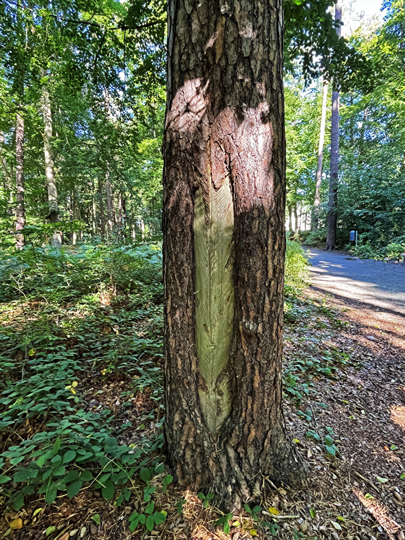 schrägen Rinnen in alten Kiefern
