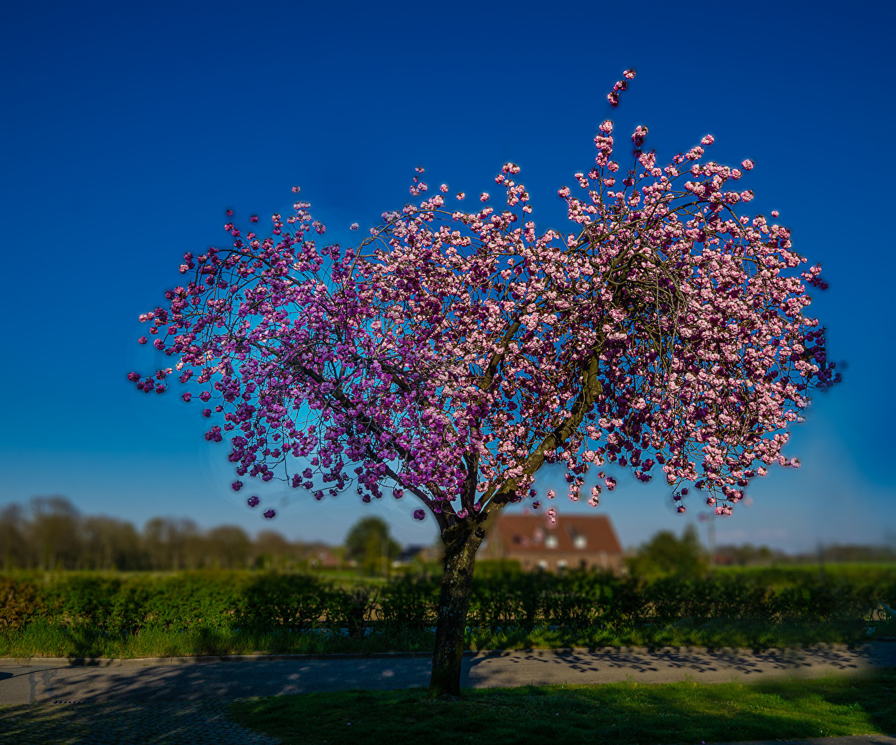 Obstbäume