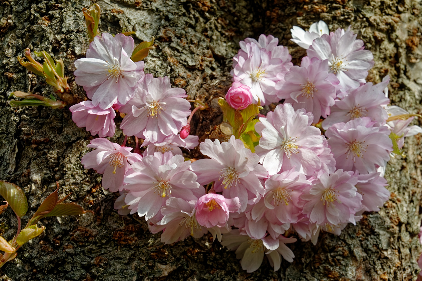 Japanische Kirschblüten