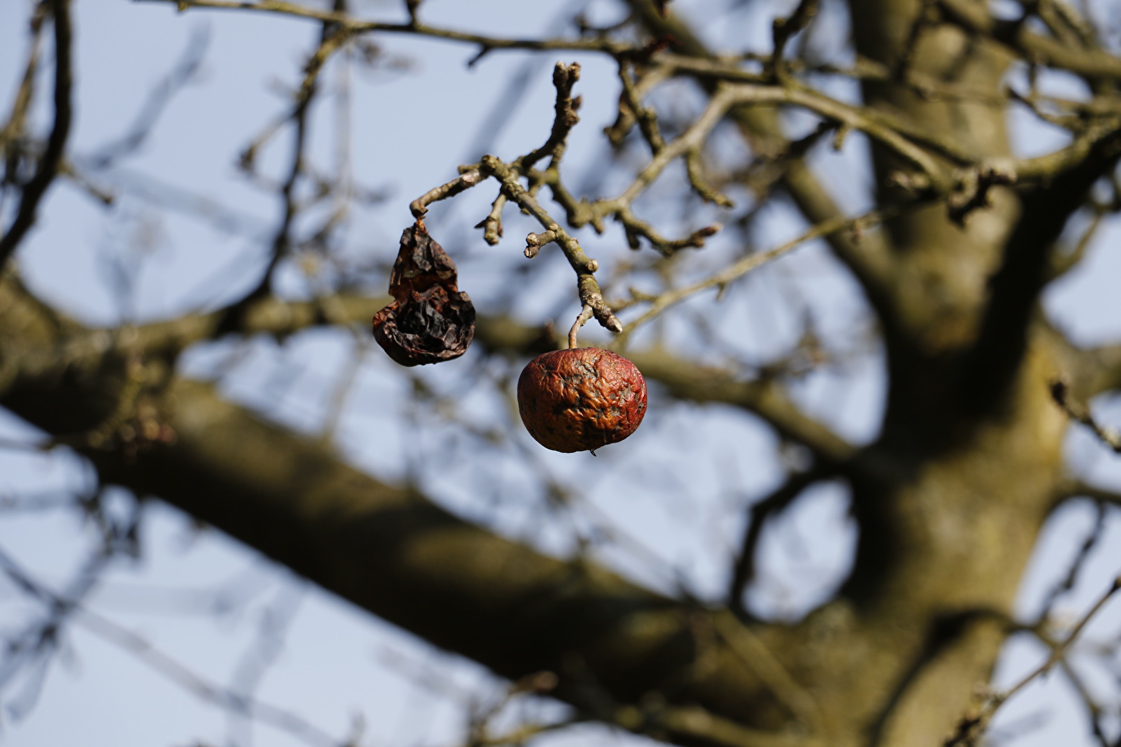 Not Yet, Mr. Newton...