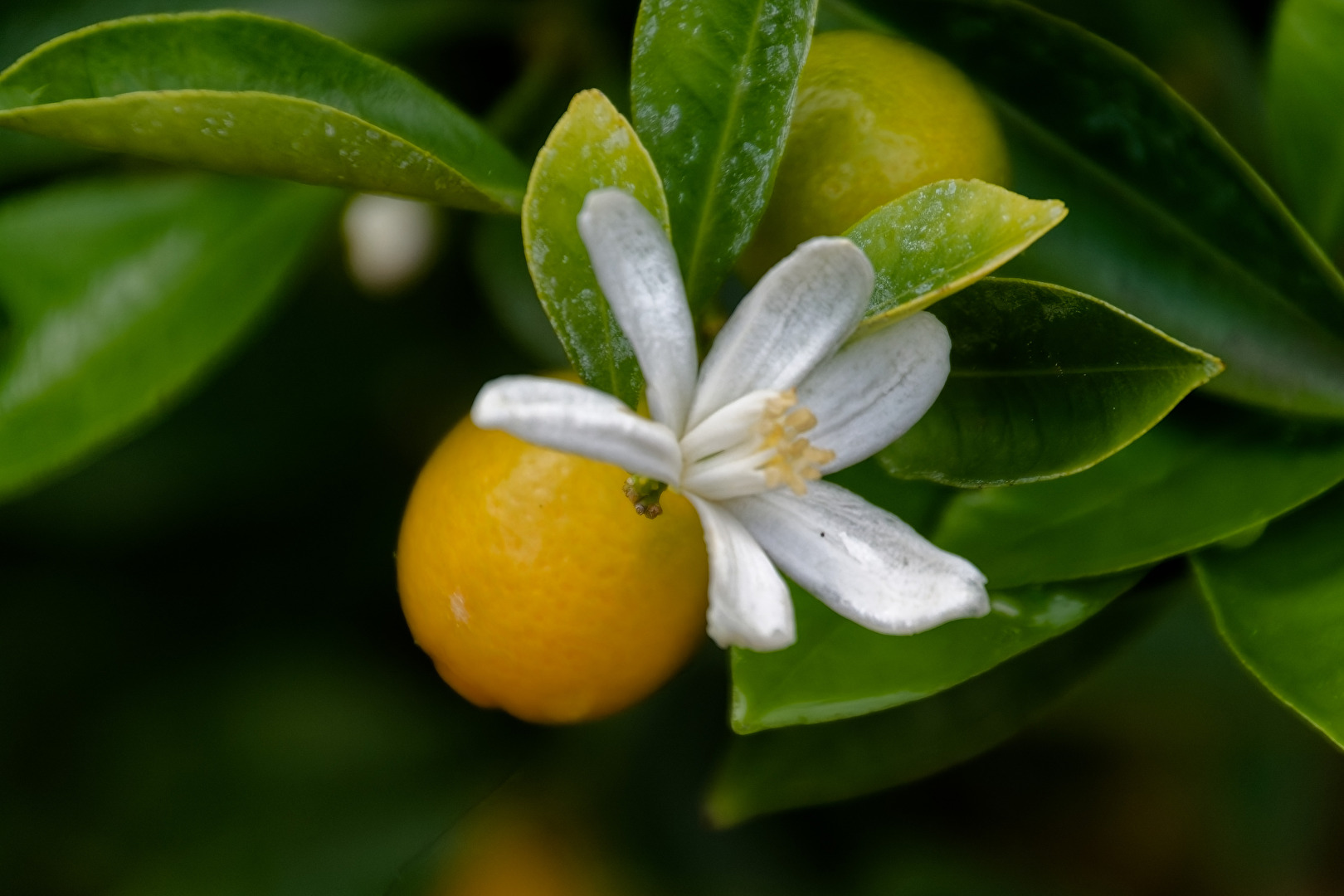 Citrus