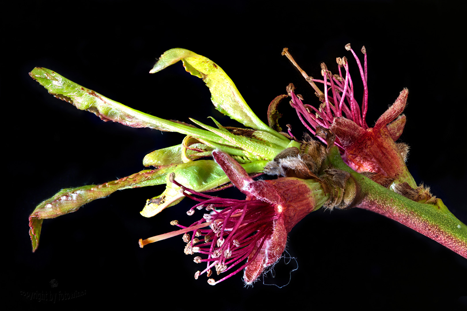 Pfirsichblüte
