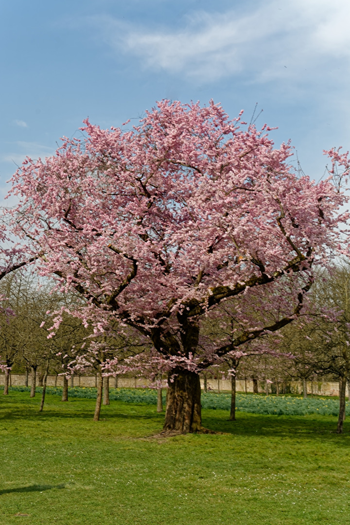 Kirschblüten