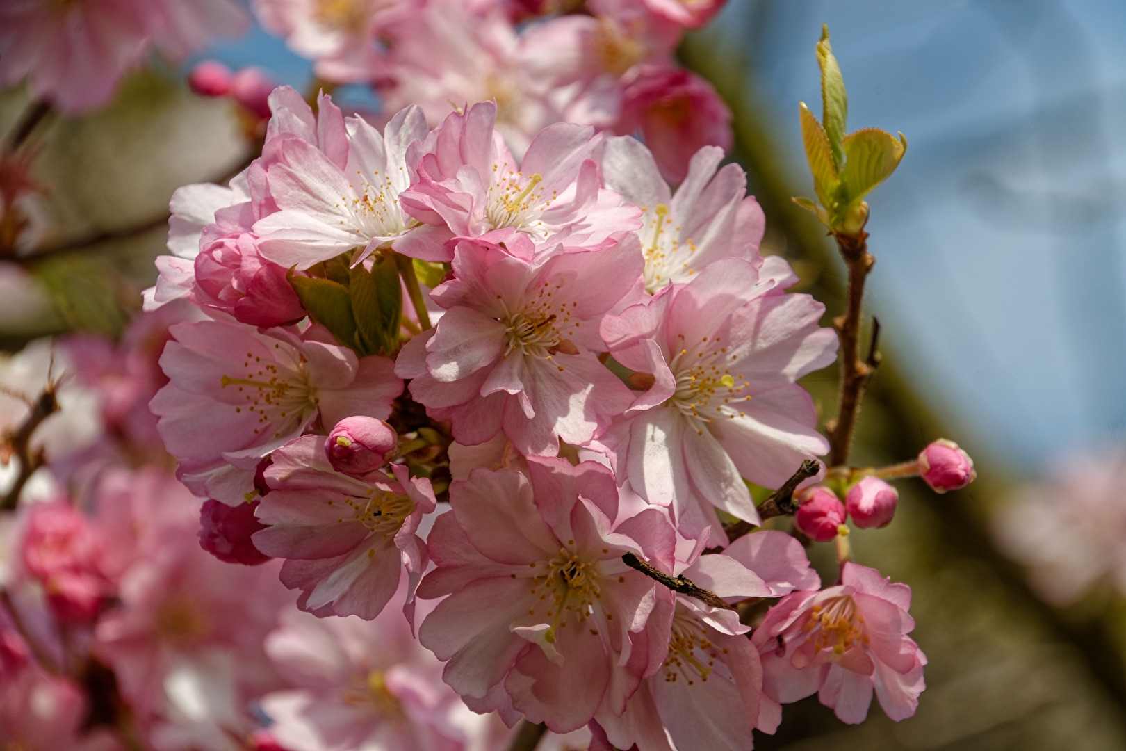 Kirschblüten
