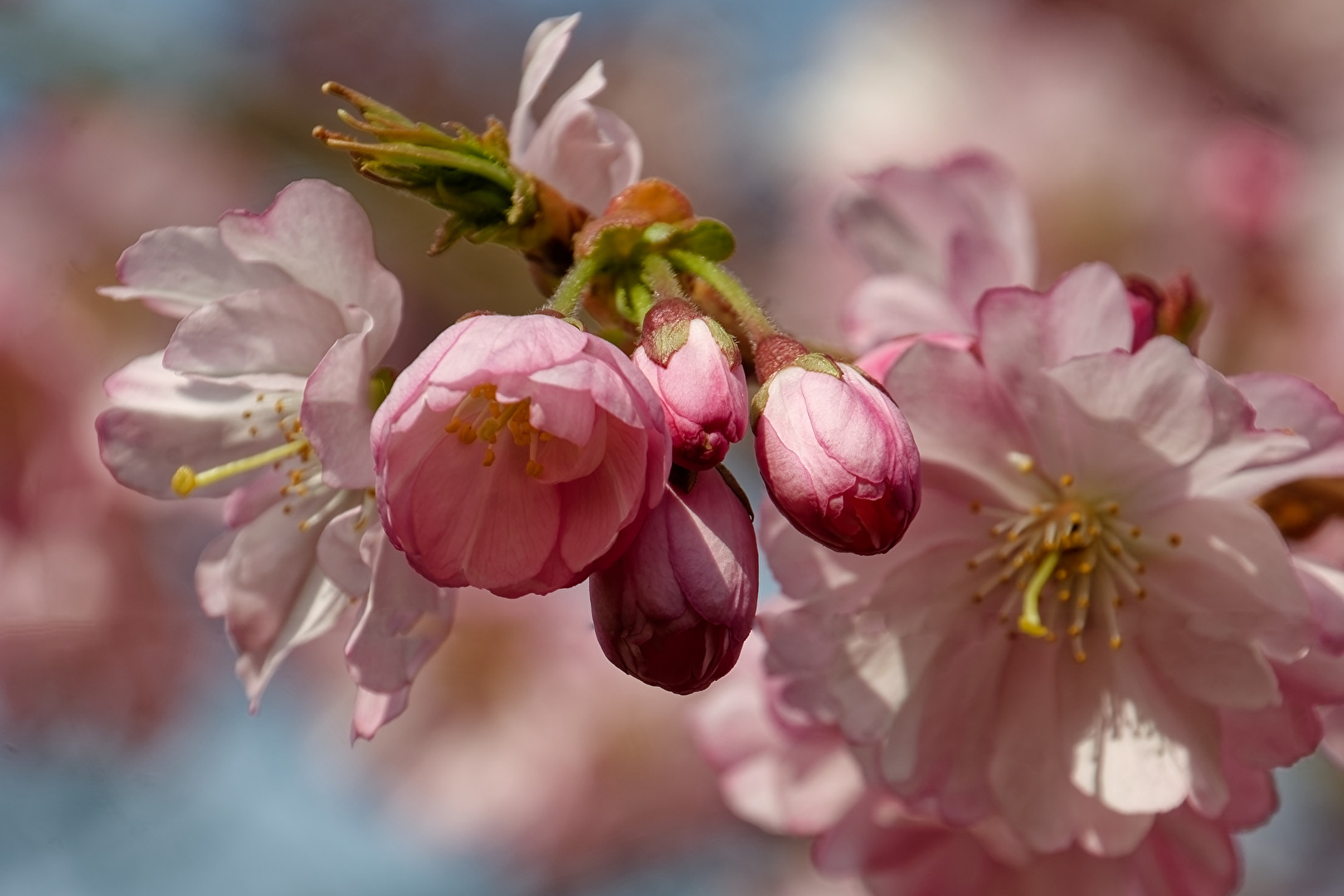 Kirschblüten