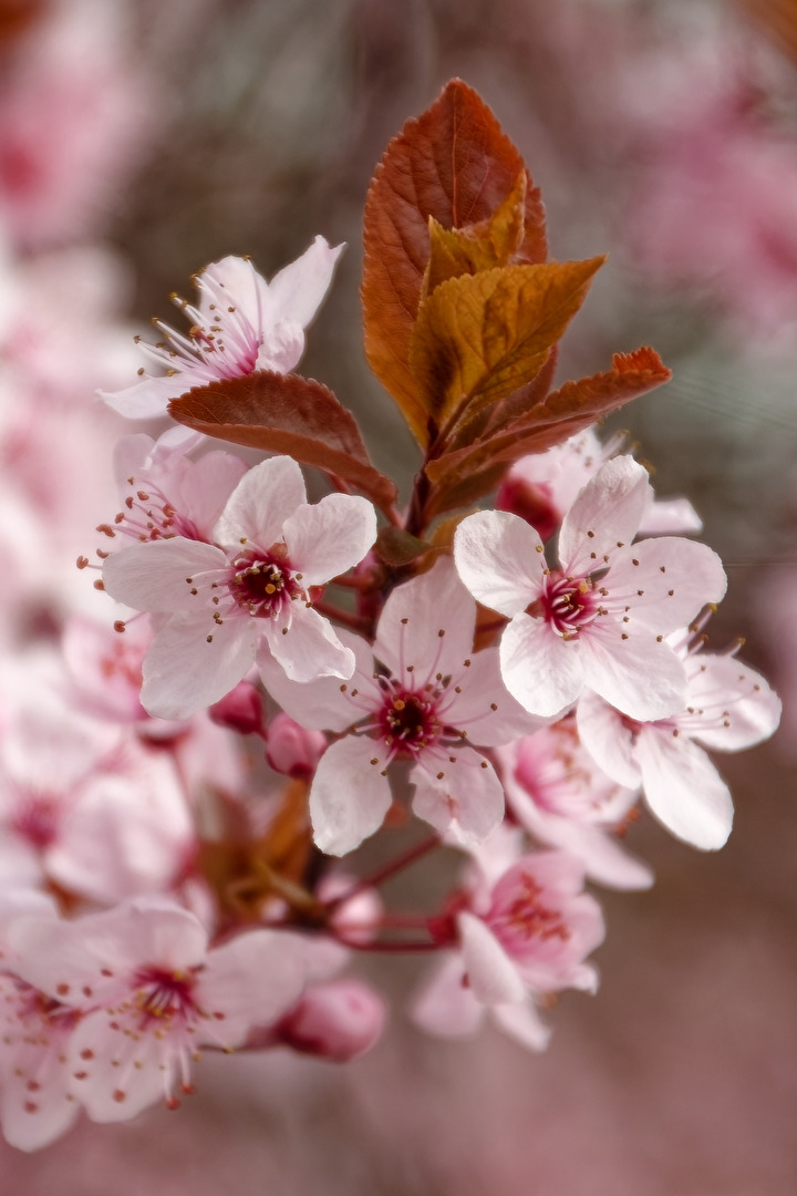 Blüten