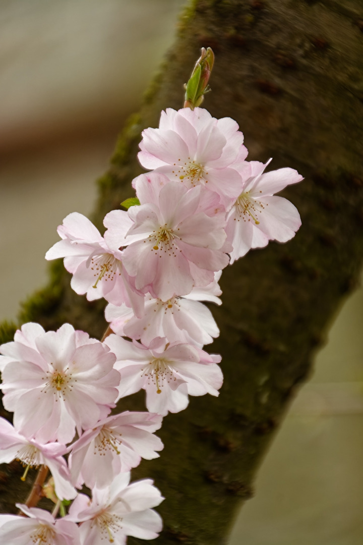 Kirschblüten