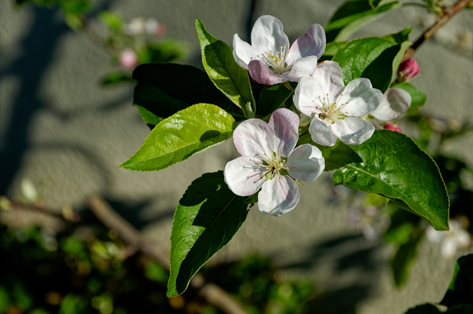 Blüten