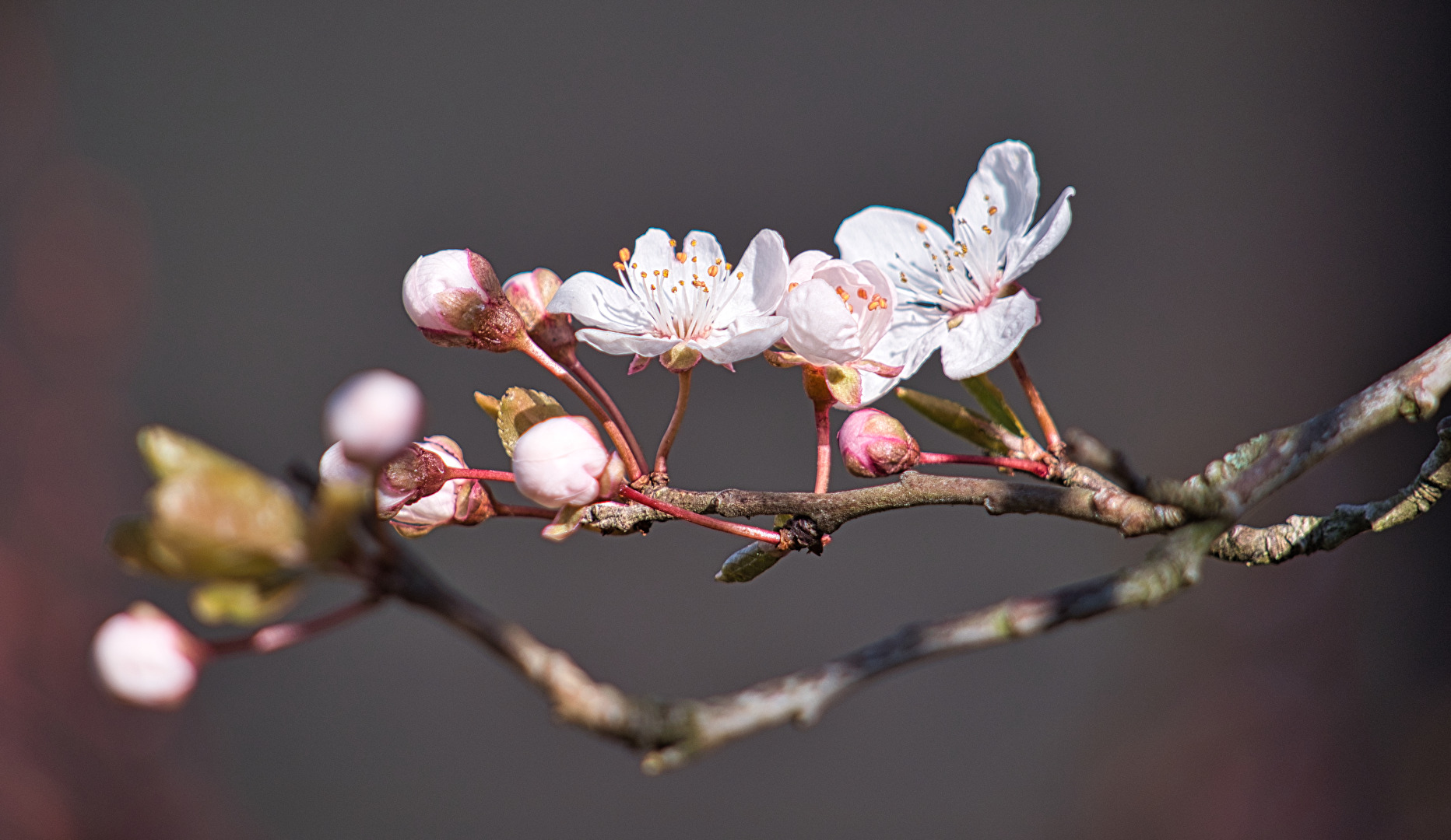 Japanischer Pflaumenbaum