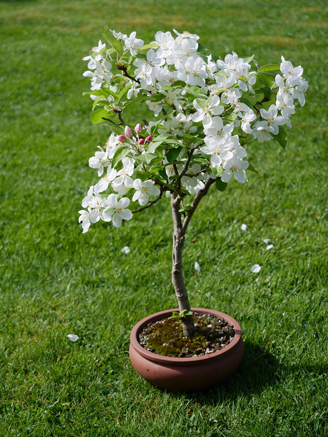 Apfelbaum - Bonsai - 16 Jahre alt