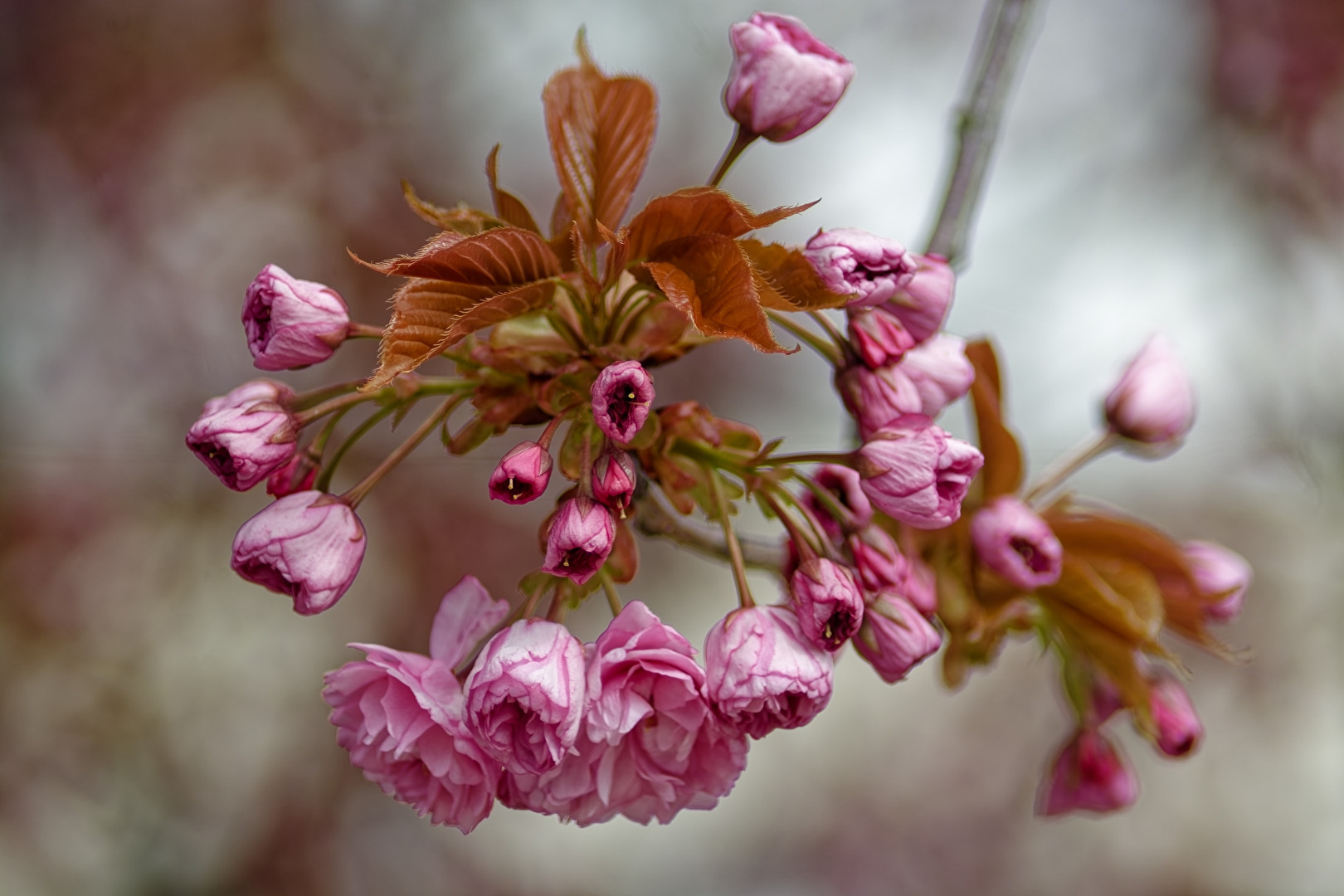 Mandelblüten