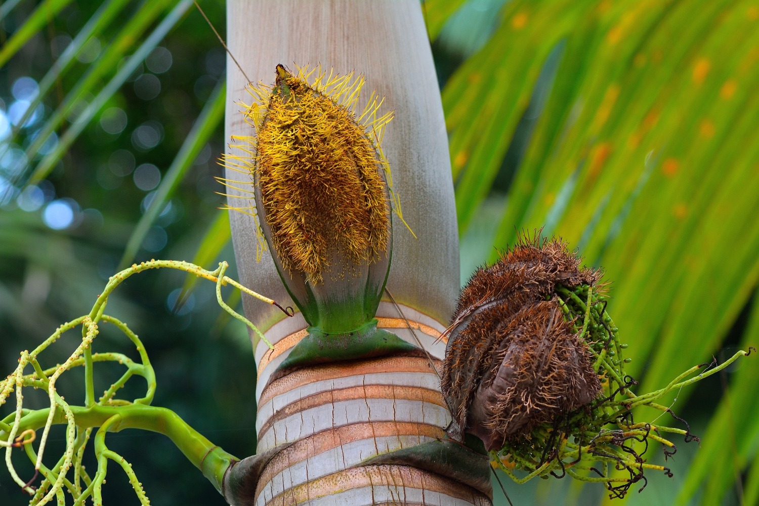 Millionärspalme - Deckenia nobilis