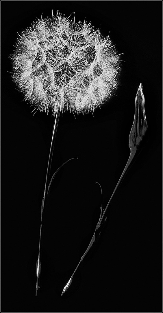 PUSTEBLUME