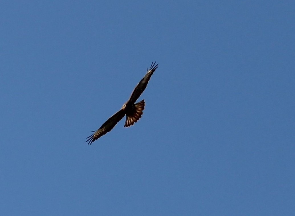 Bussard im Naturschutzgebiet Tote Täler