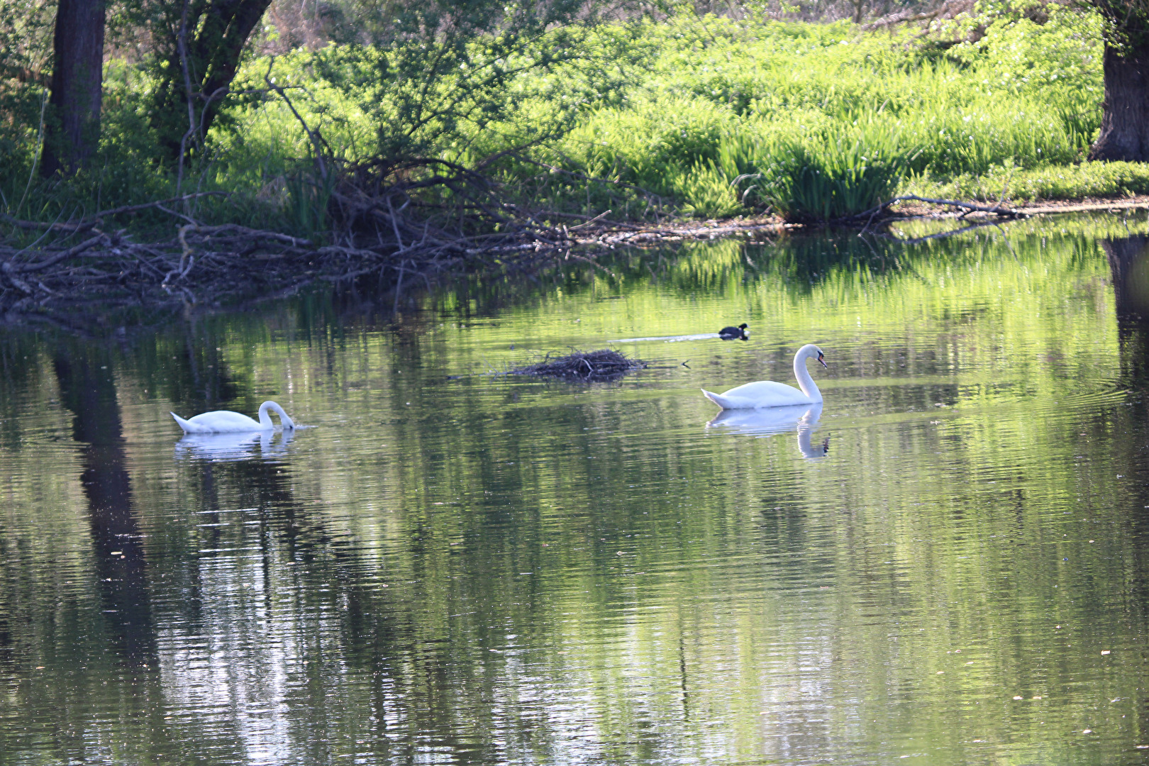 Entdeckung am Abend (2)