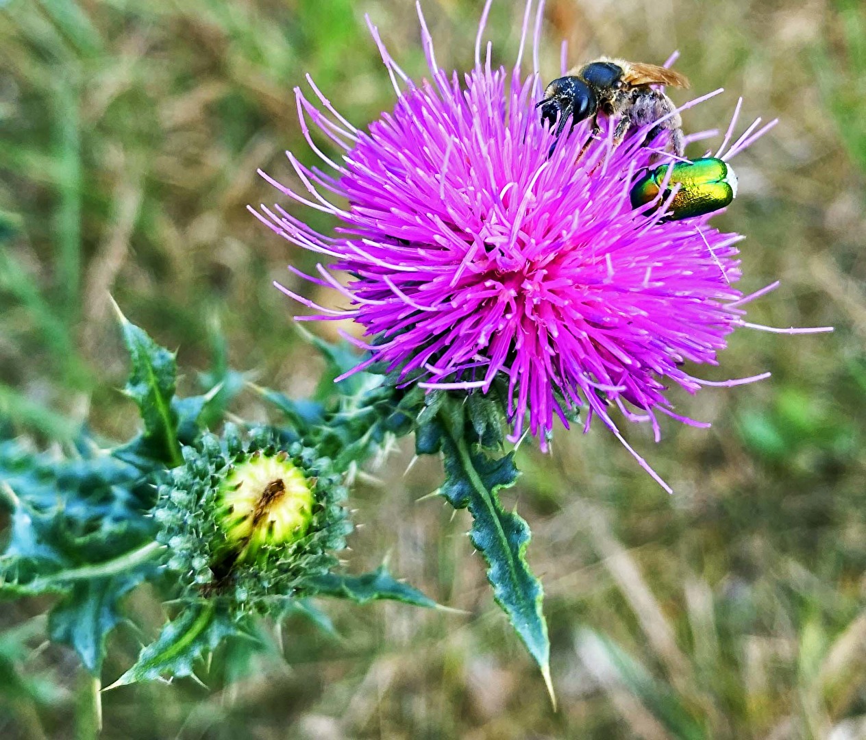 #Unkraut, Distel hat Besuch...