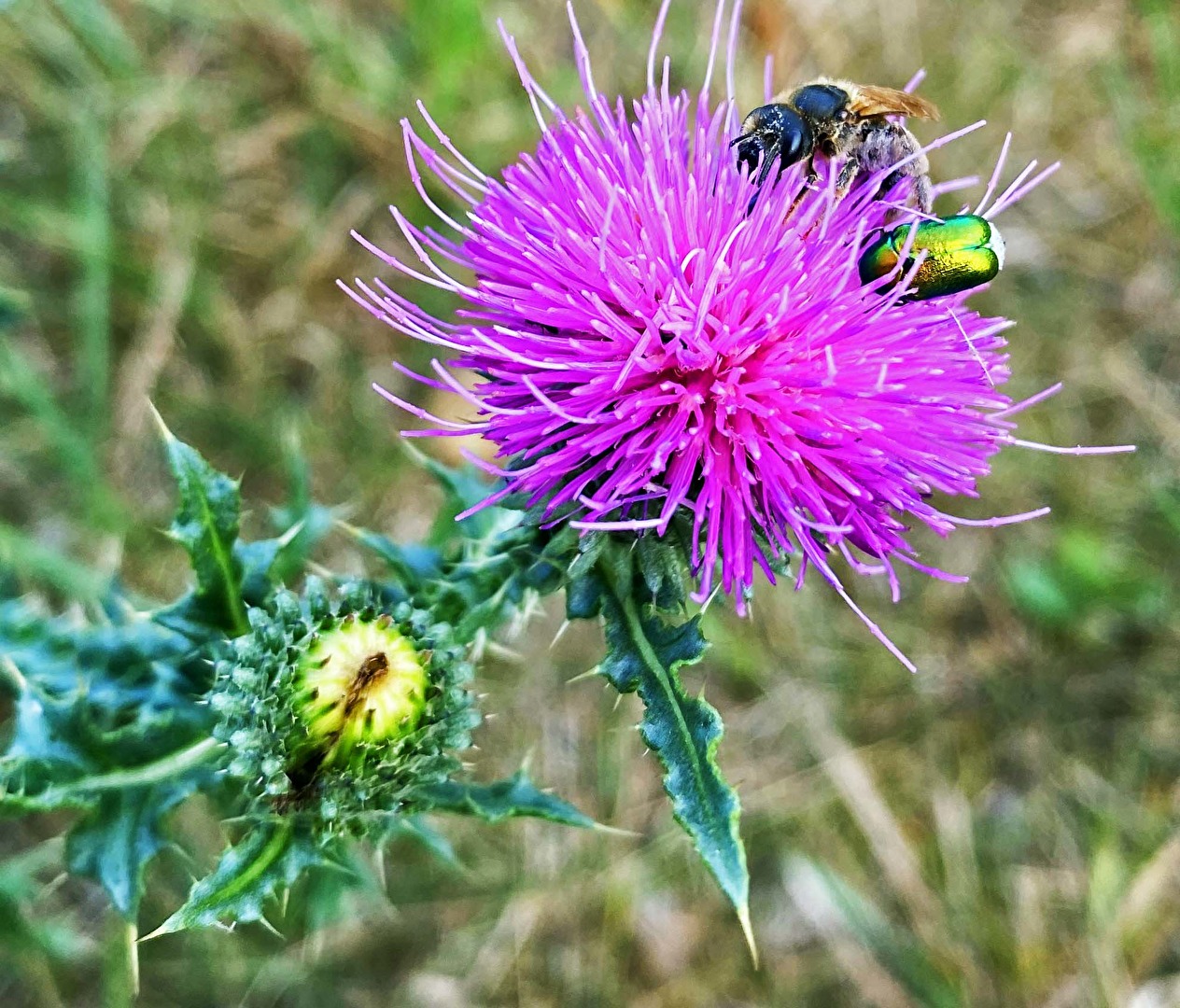 Distel hat Besuch...