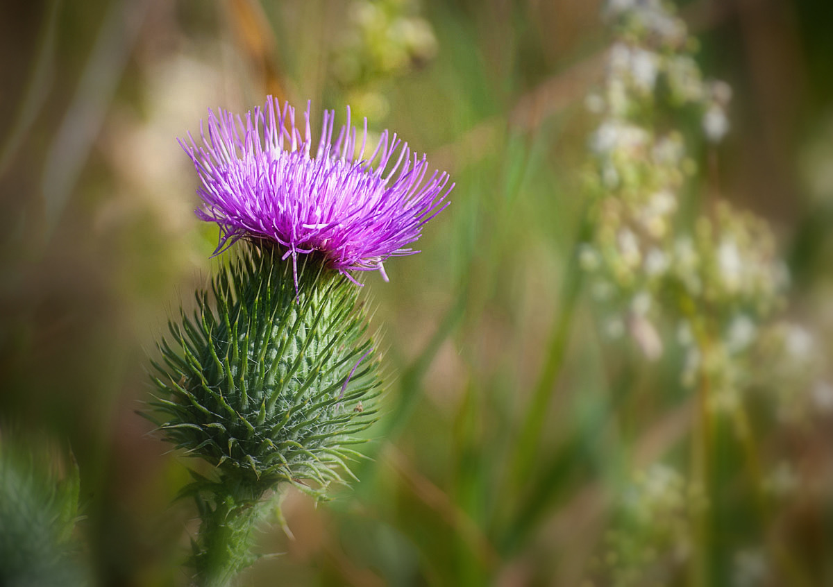 Distel