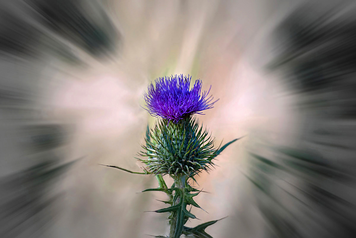 Die Diva trägt lila,...