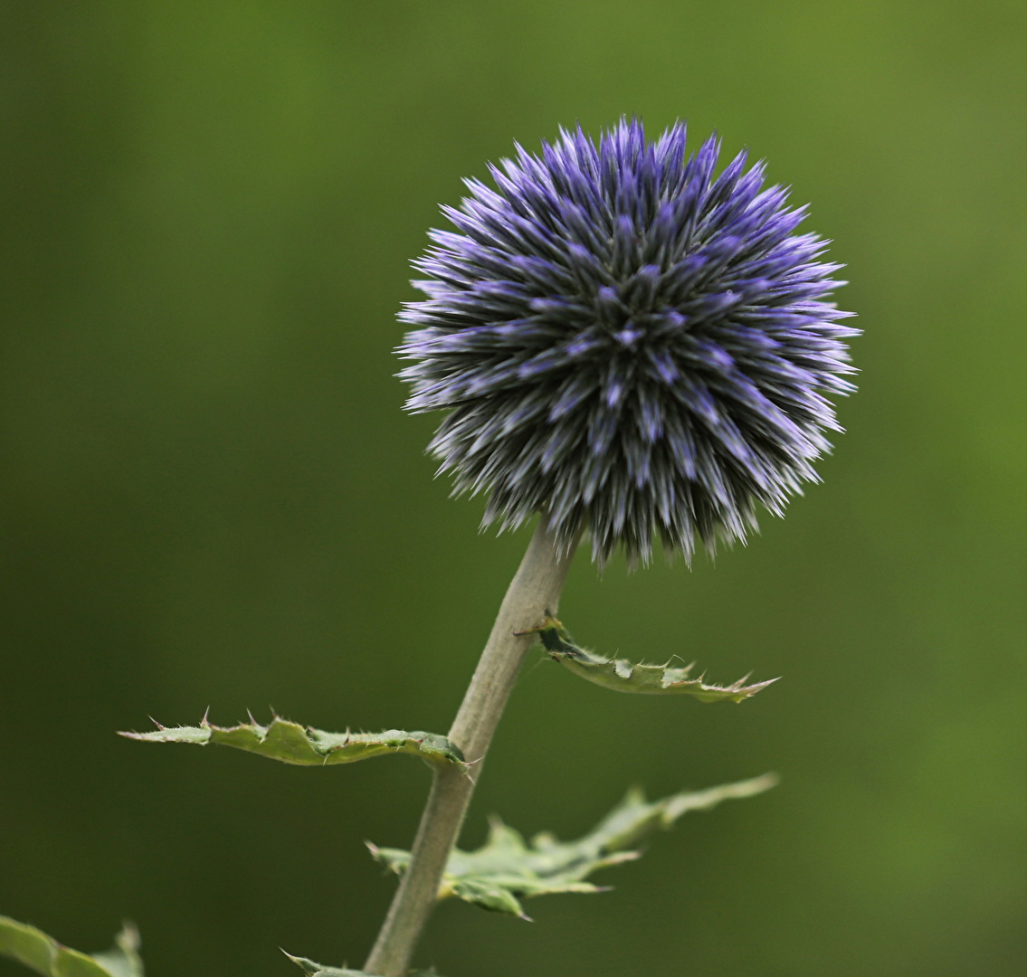 Blaue Zierdistel