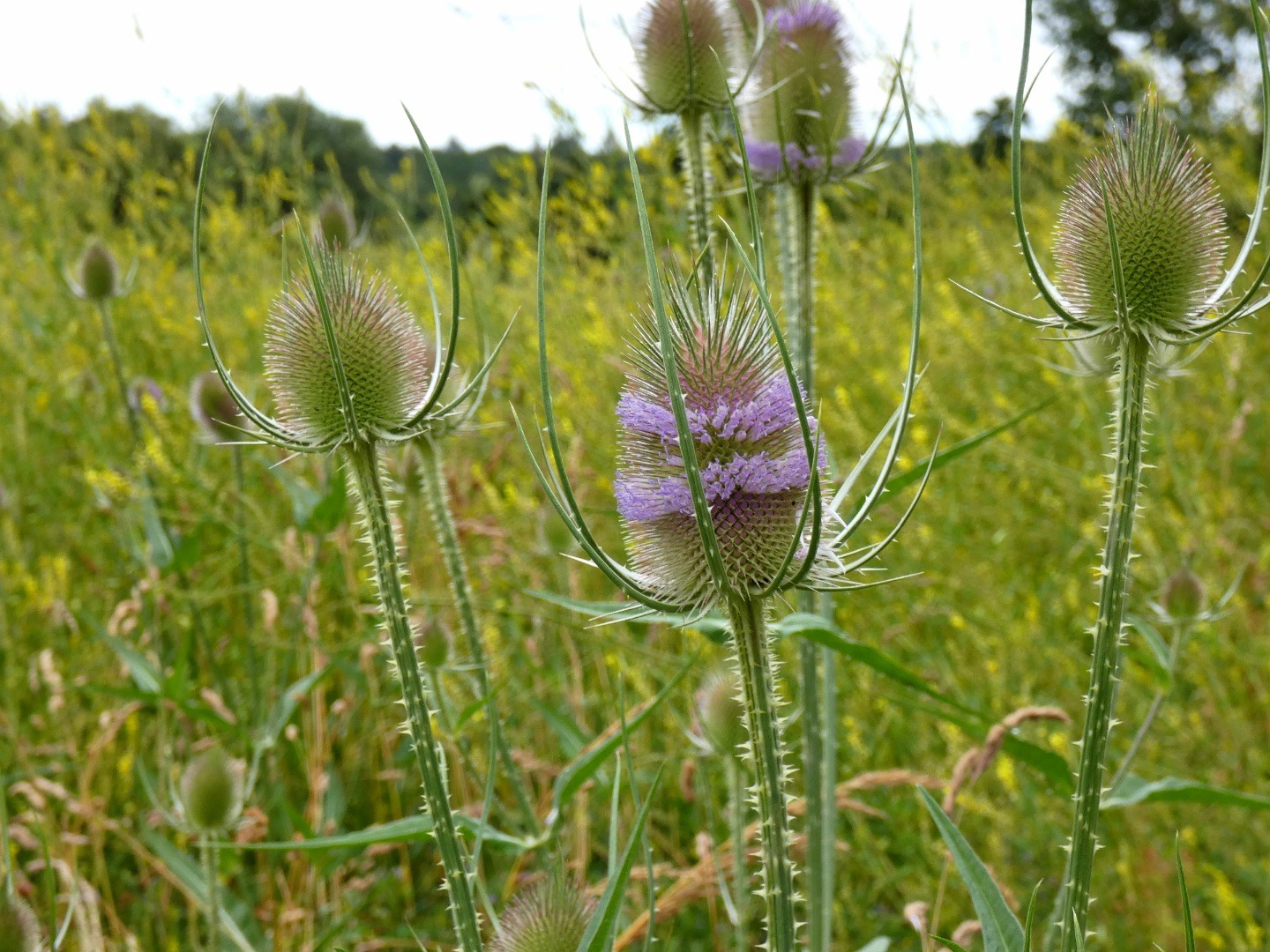 Blühende Karden