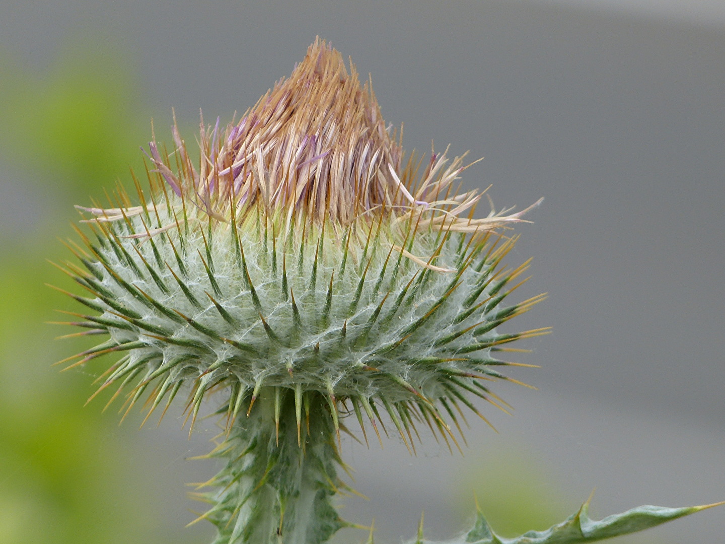 Ungeöffnete/Verblühte ? Eselsdistel