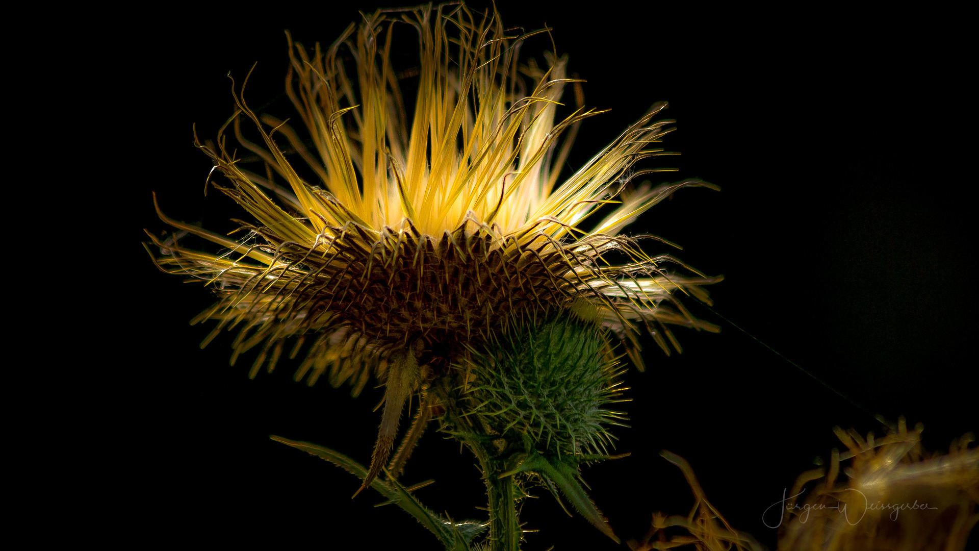 Distel im Licht