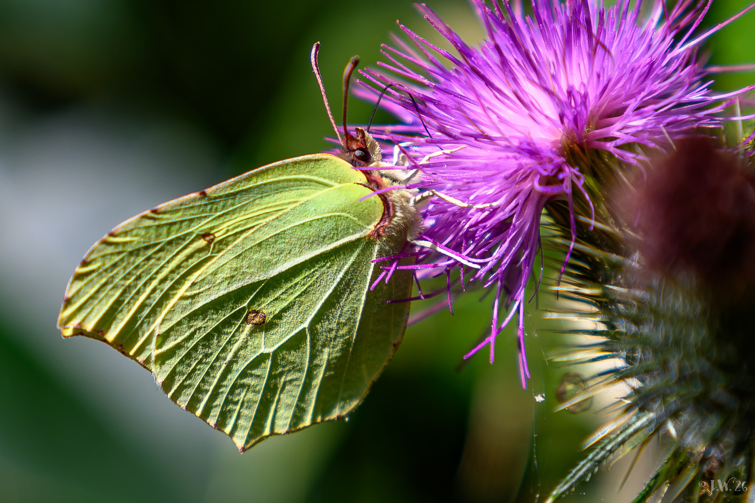 Zitronenfalter auf einer Distelblüte