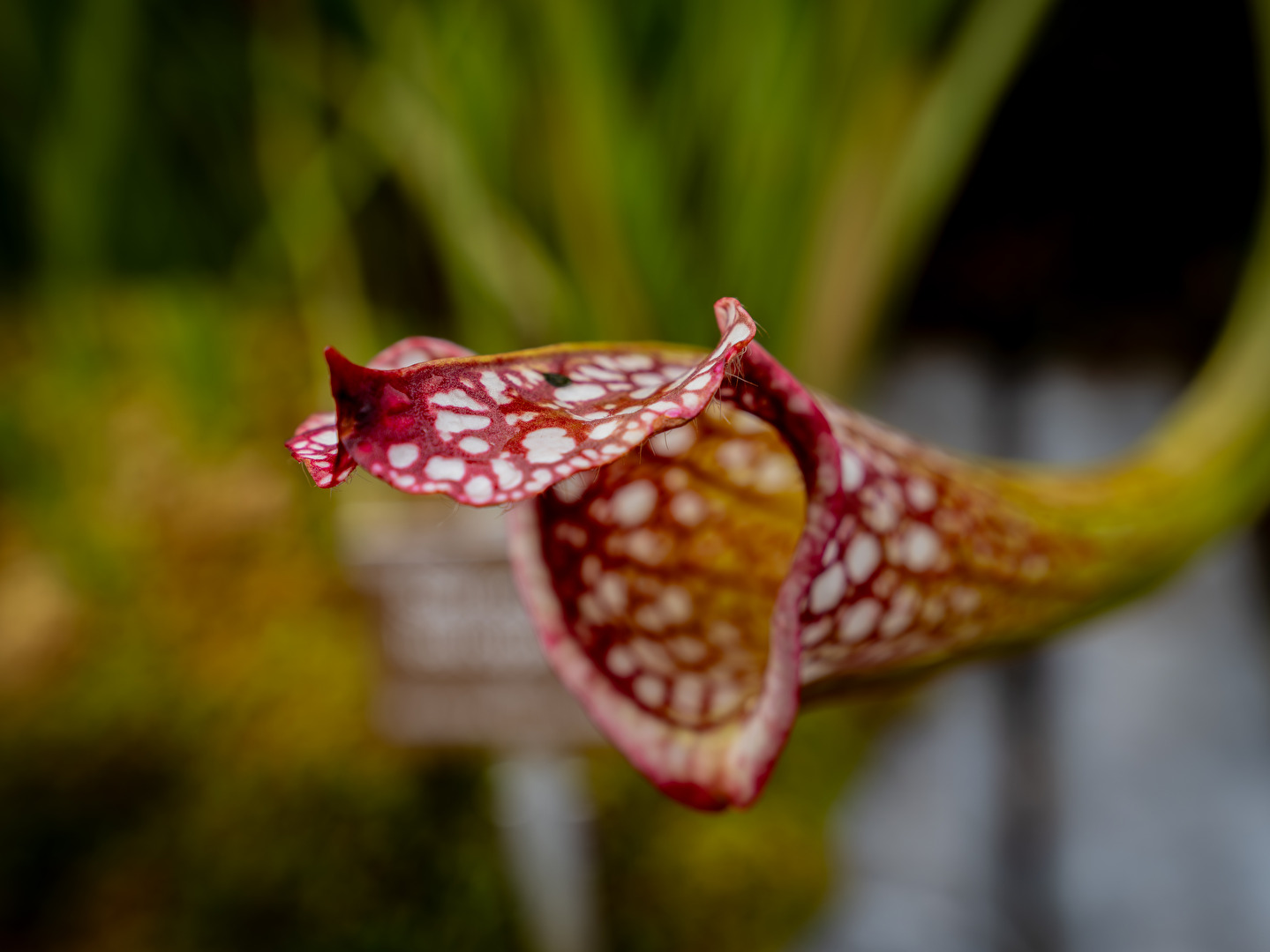 Warten auf die fette Fliege...