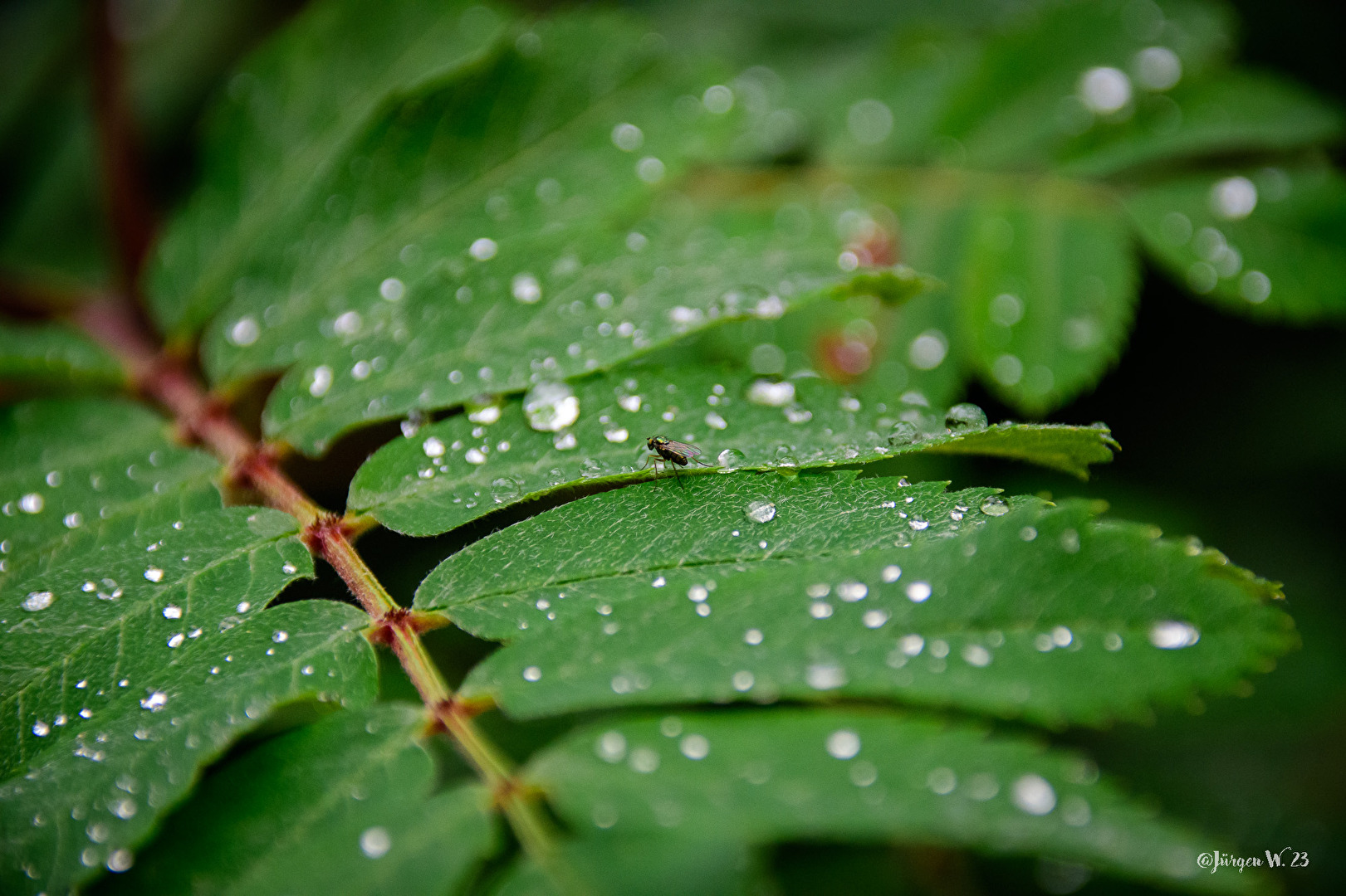 Regen und Fliege auf einem Blatt