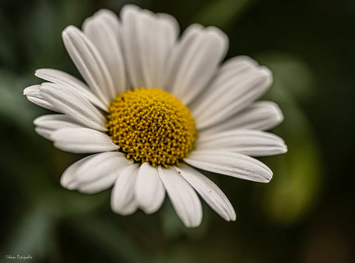 Gänseblümchen