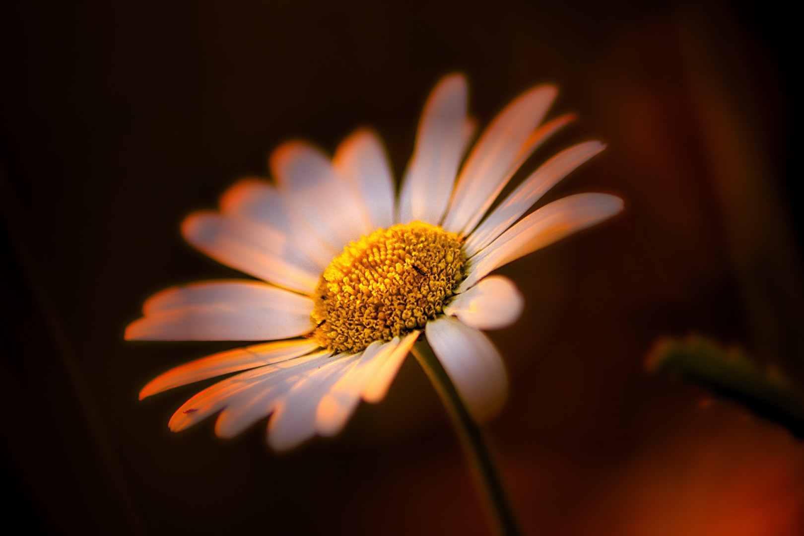 Gänseblümchen