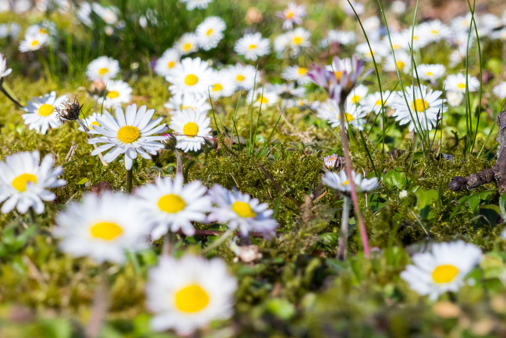 Frühling