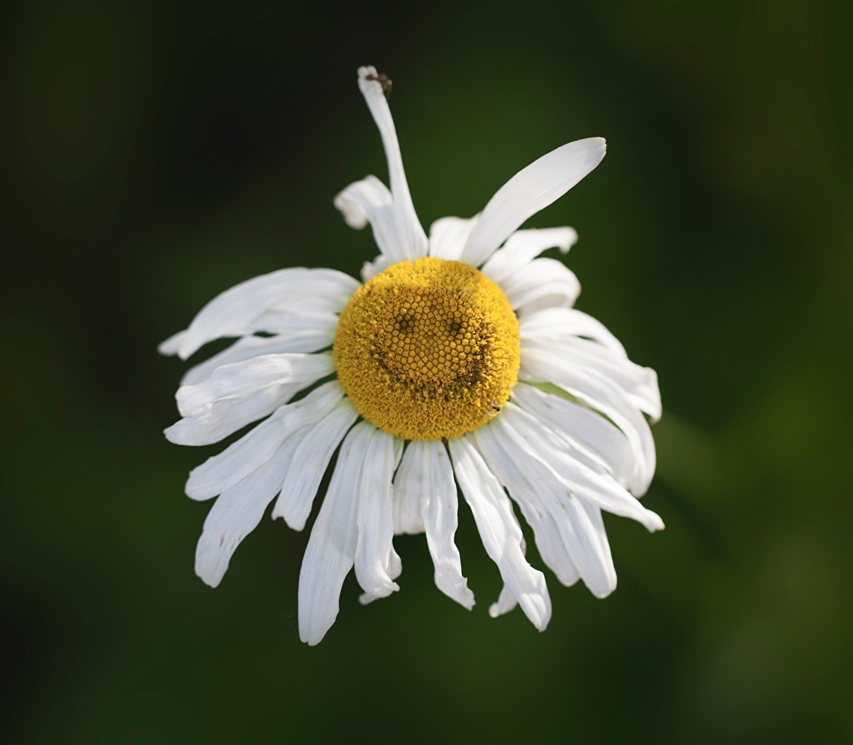 Smiley