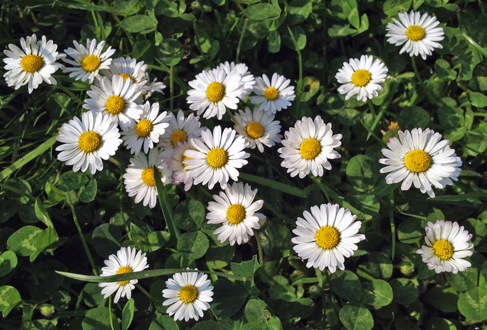 Gänseblümchen