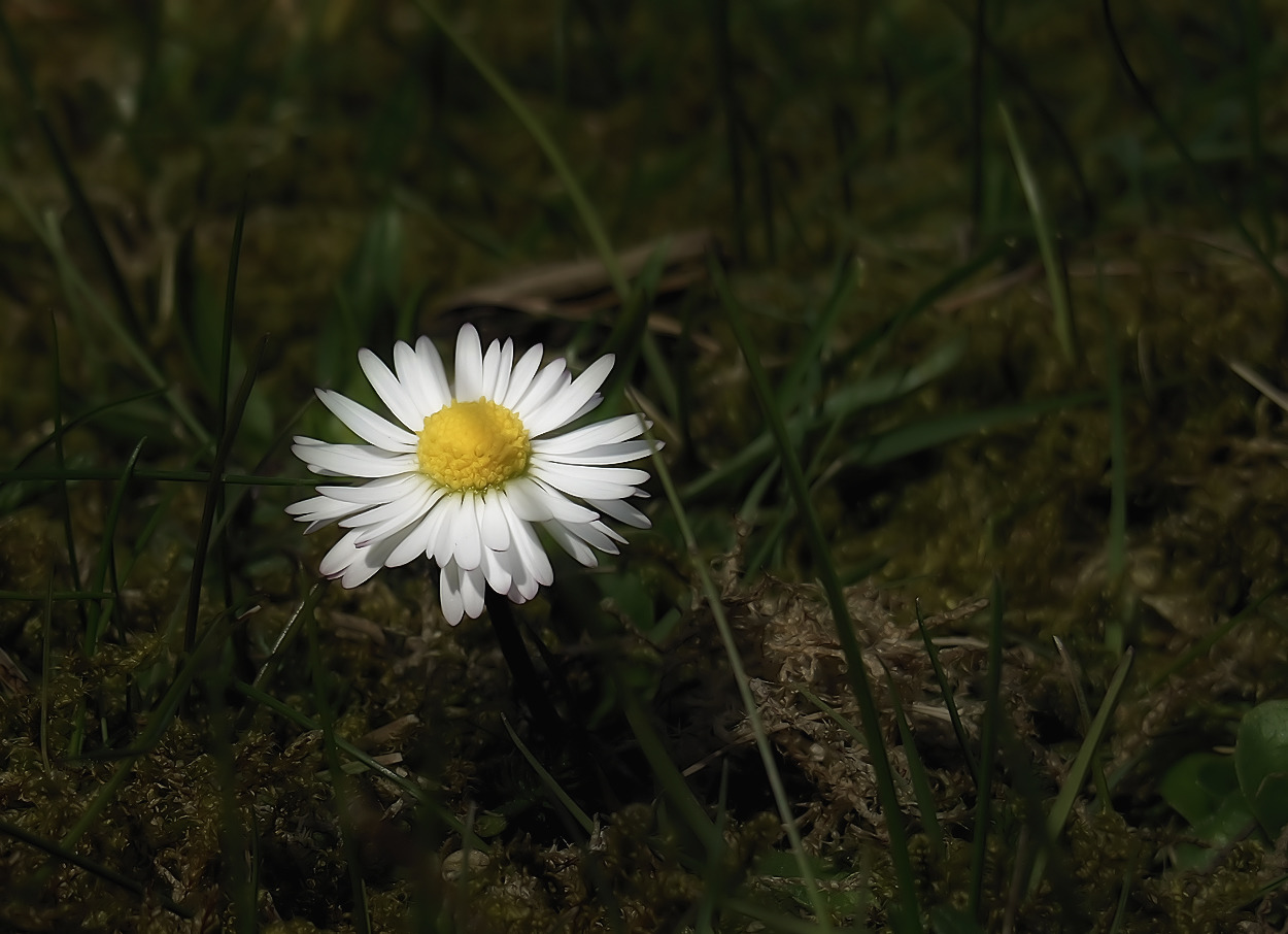 Gänseblume