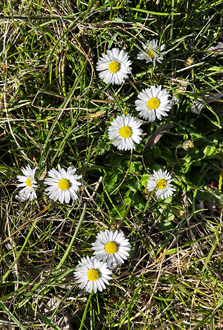 kleine Blüten