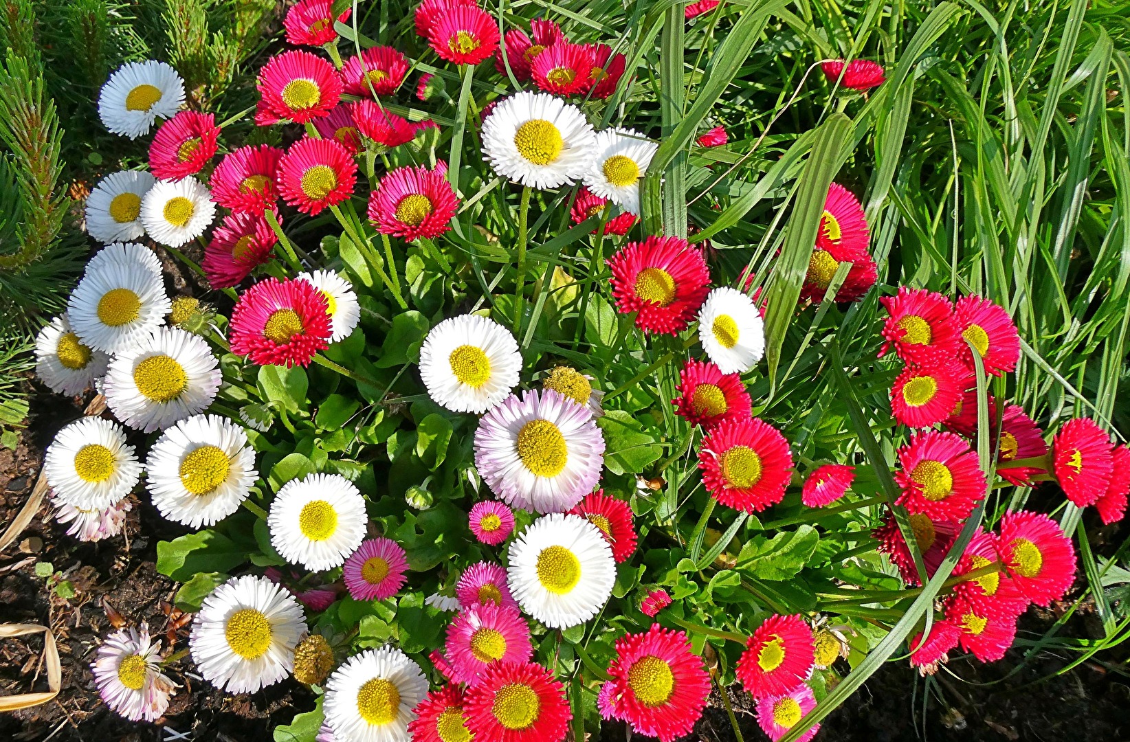 Bellies,die bunten Verwandten der Gänseblümchen