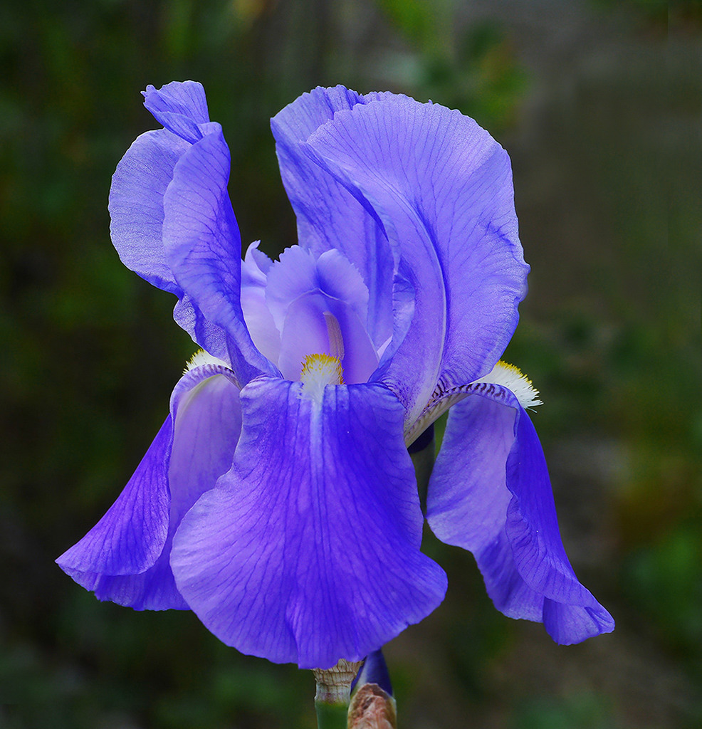 Iris (Schwertlilie)