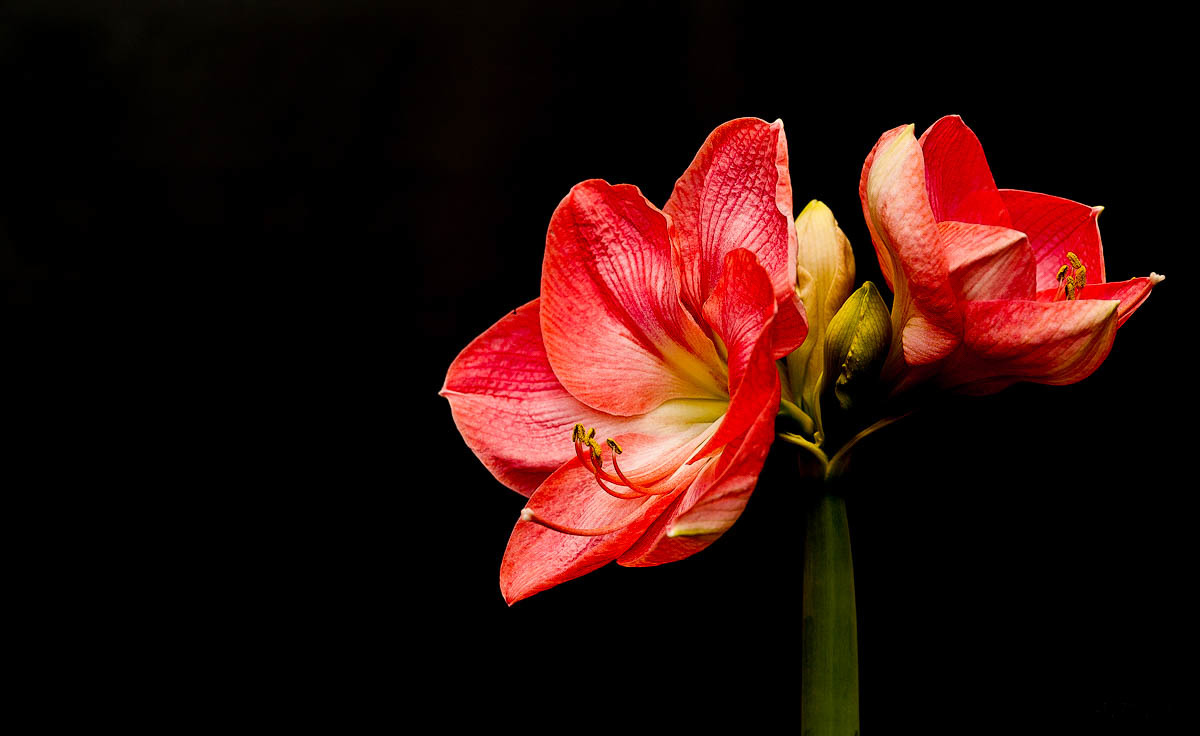 Amaryllis