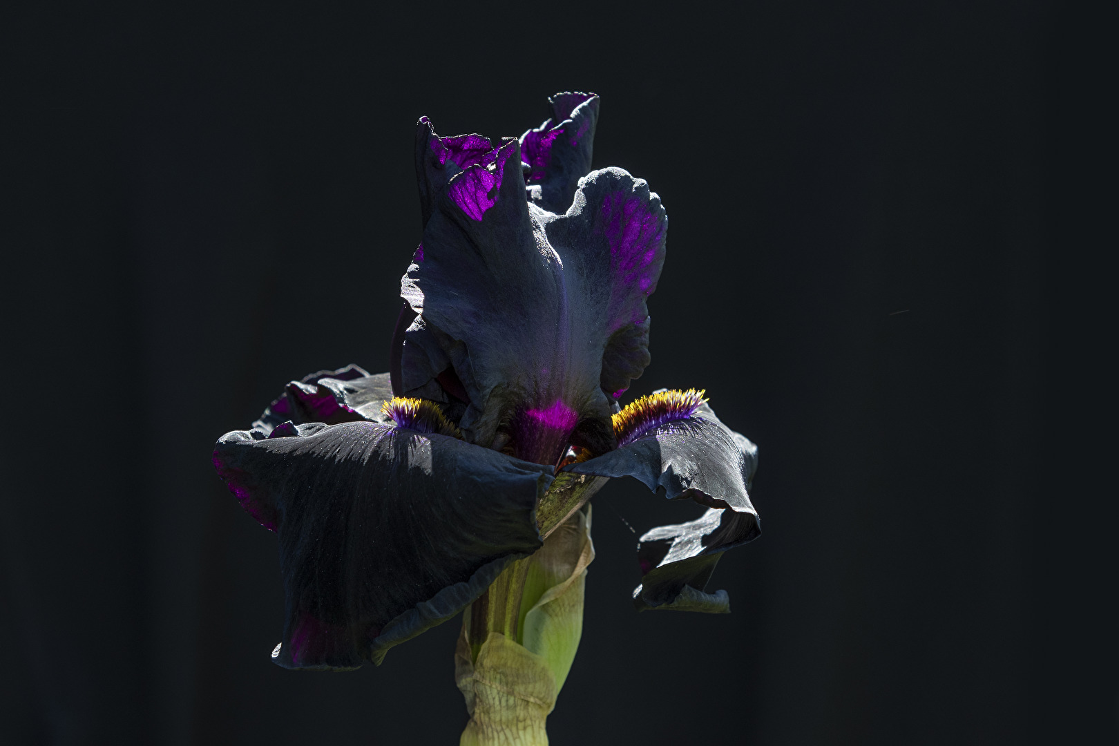 Meine Schönheit im Garten..